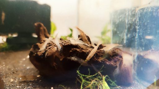 Ghost / Glass Shrimp – Perfect Algae Cleaners