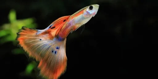 Guppy Fish Care Guide & Species Profile